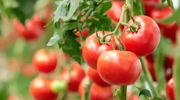 clasificadora por peso de tomate