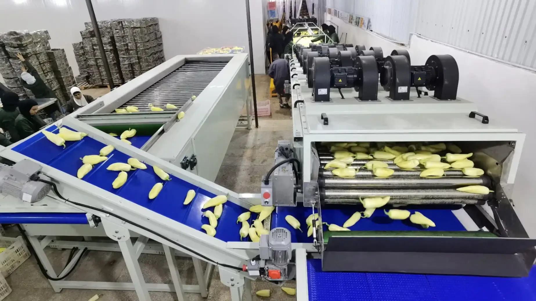 Hungarian conical peppers cleaning grading line - FstSort partner