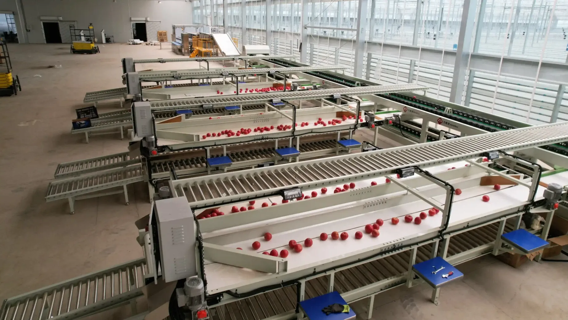 Tomato Sorting and Packing Line