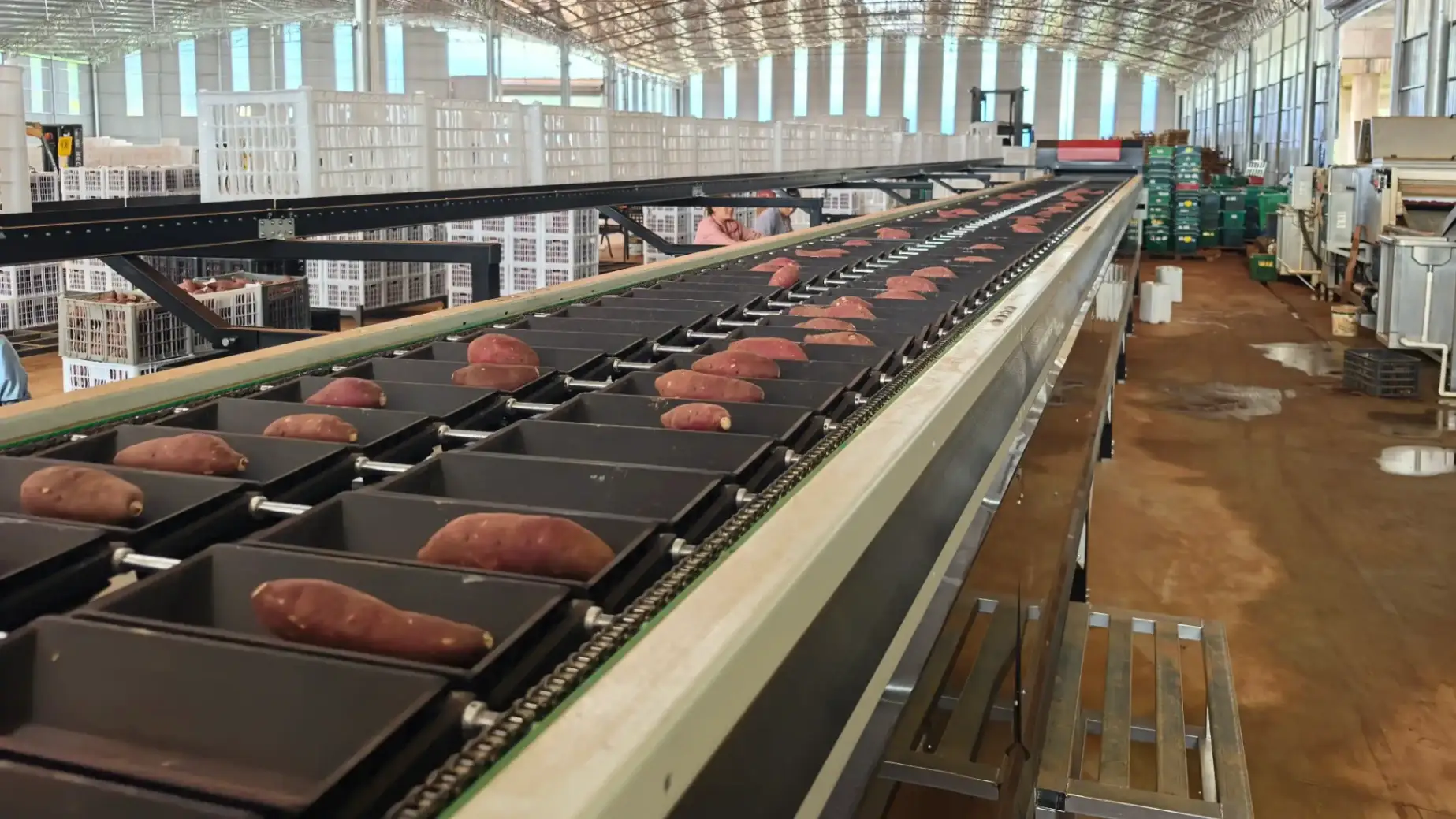 FstSort Sweet potato optical sorter  - FstSort partner