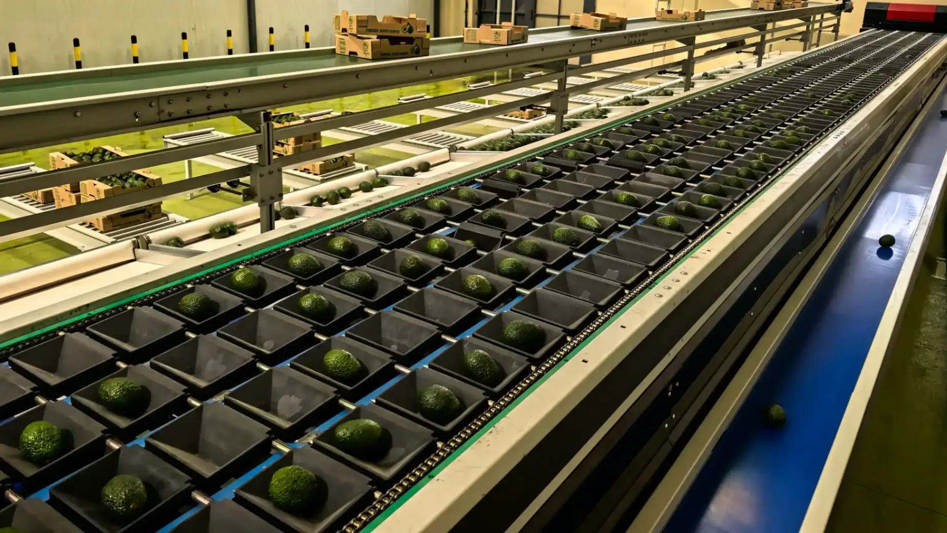 FstSort Avocado weight sorting line installed in Kenya - FstSort partner