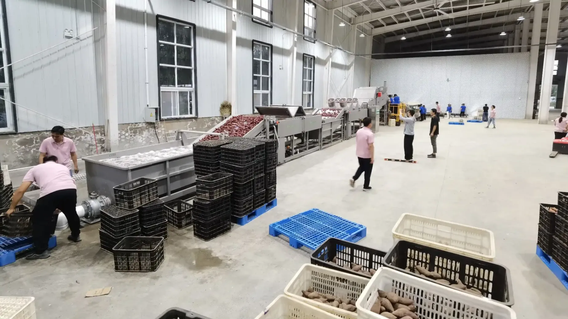 Sweet Potato Washing and Grading Machine Installed in China
