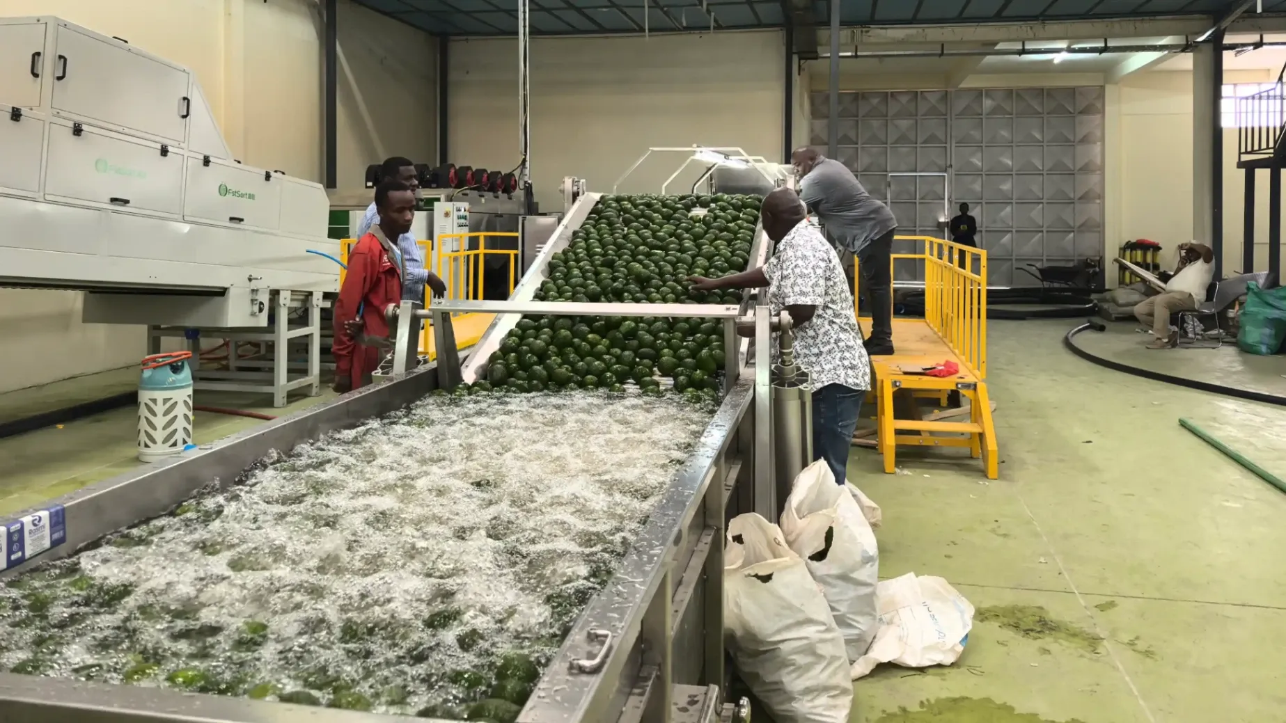 Avocado Washing, Drying and Sorting Line Installed in Kenya