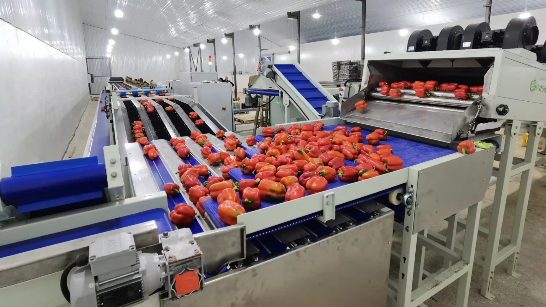 Bell Pepper Washing and Sorting Line Installed in the Middle East