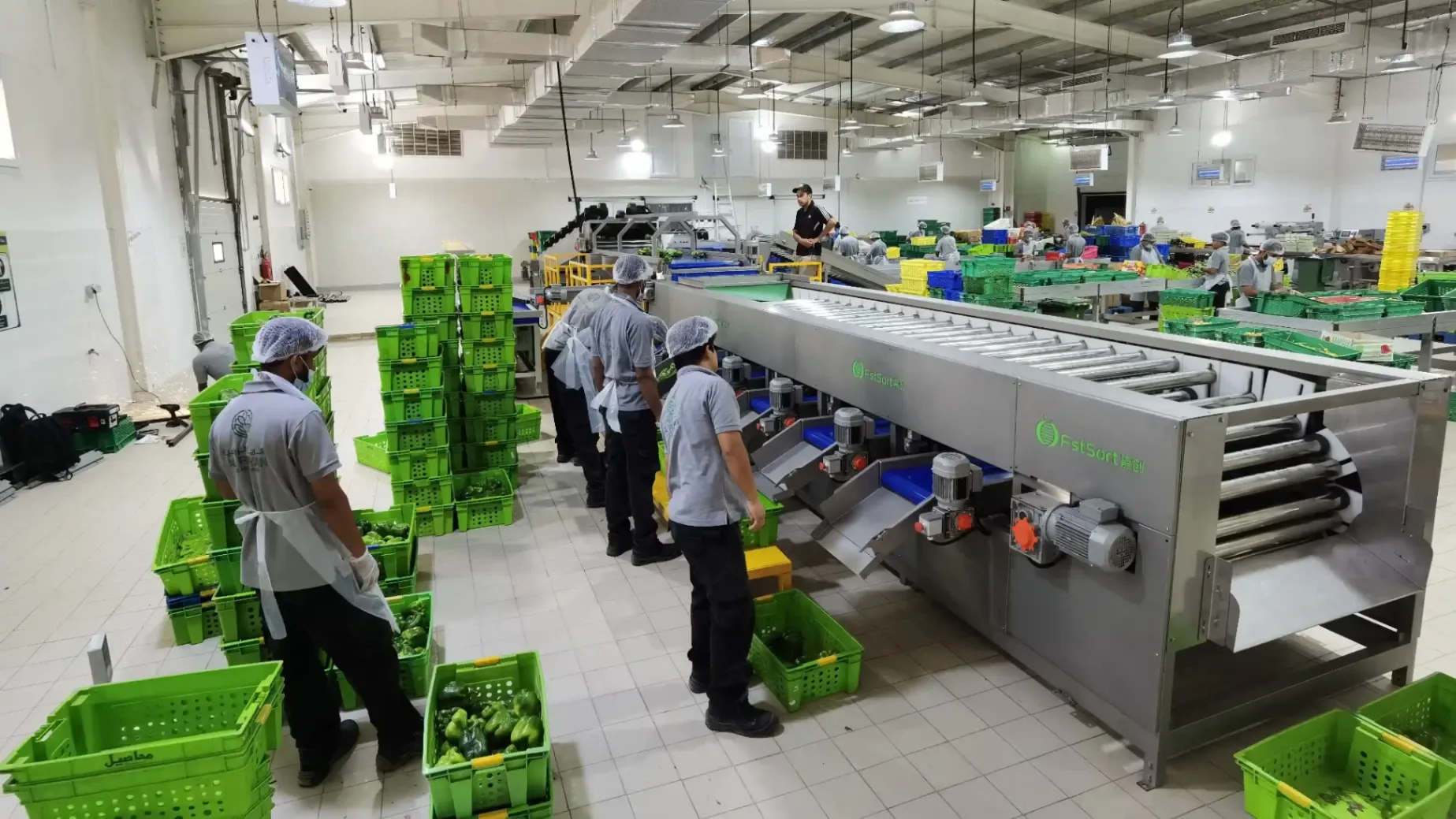 Vegetable Washing, Grading and Sorting Line in Qatar