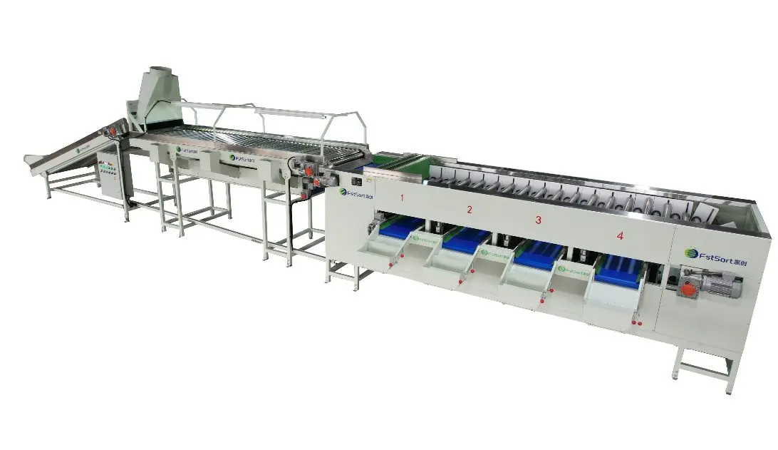 Onion Sorting Grading Machine