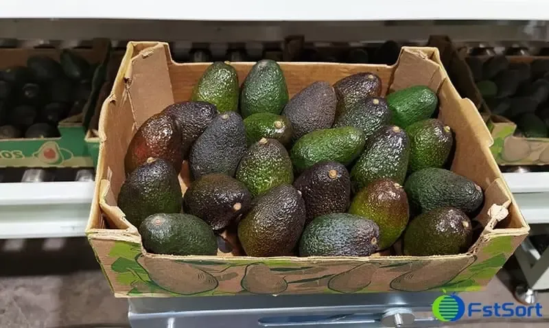 Avocado Grading Sorting Line