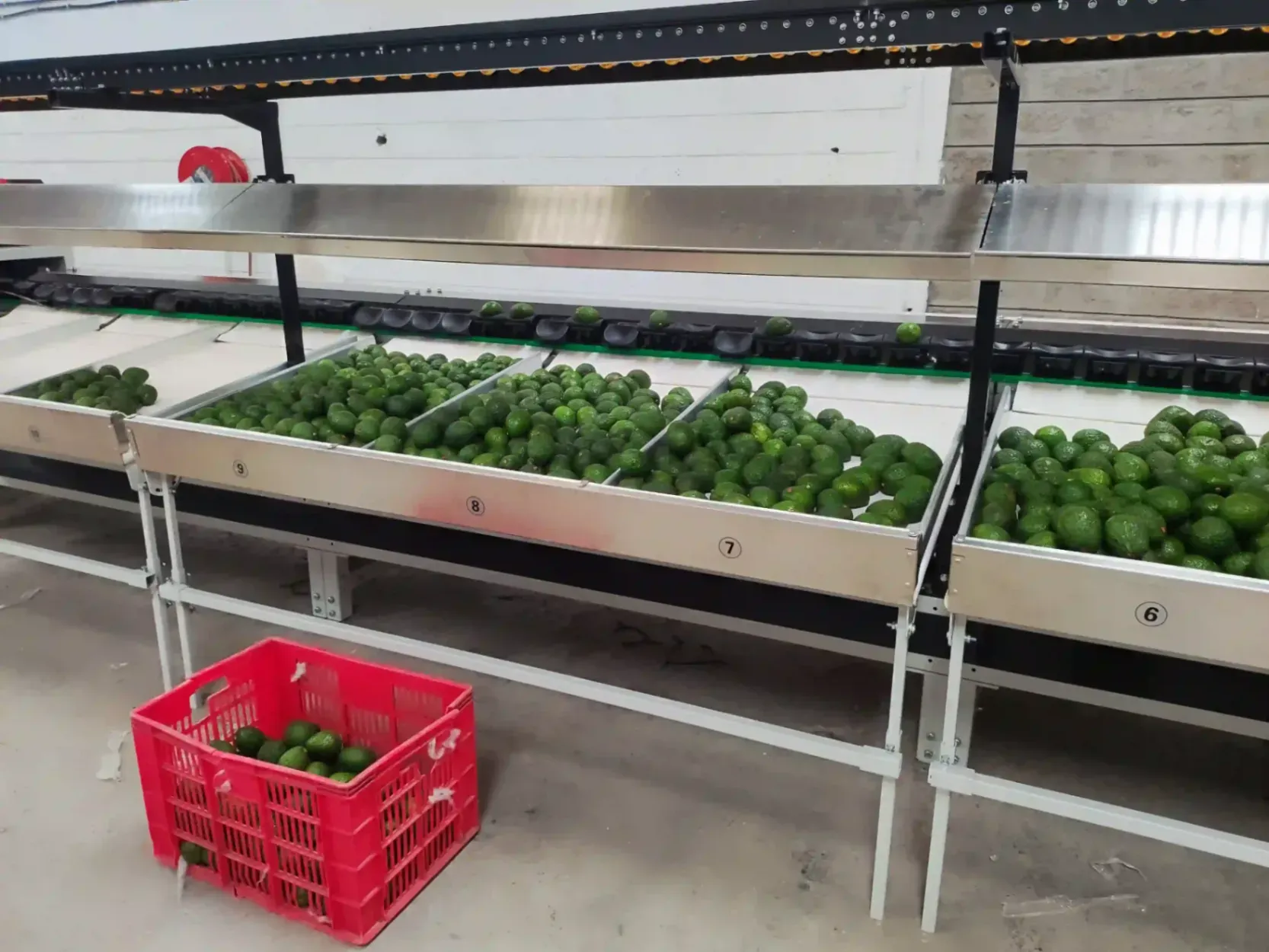 Kenya avocado cleaning grading machine