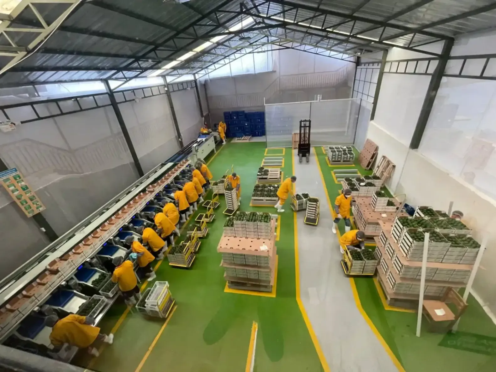 Peru avocado sorting line
