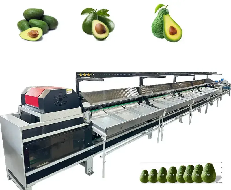 Avocado washing drying waxing sorting packing line installed in Peru