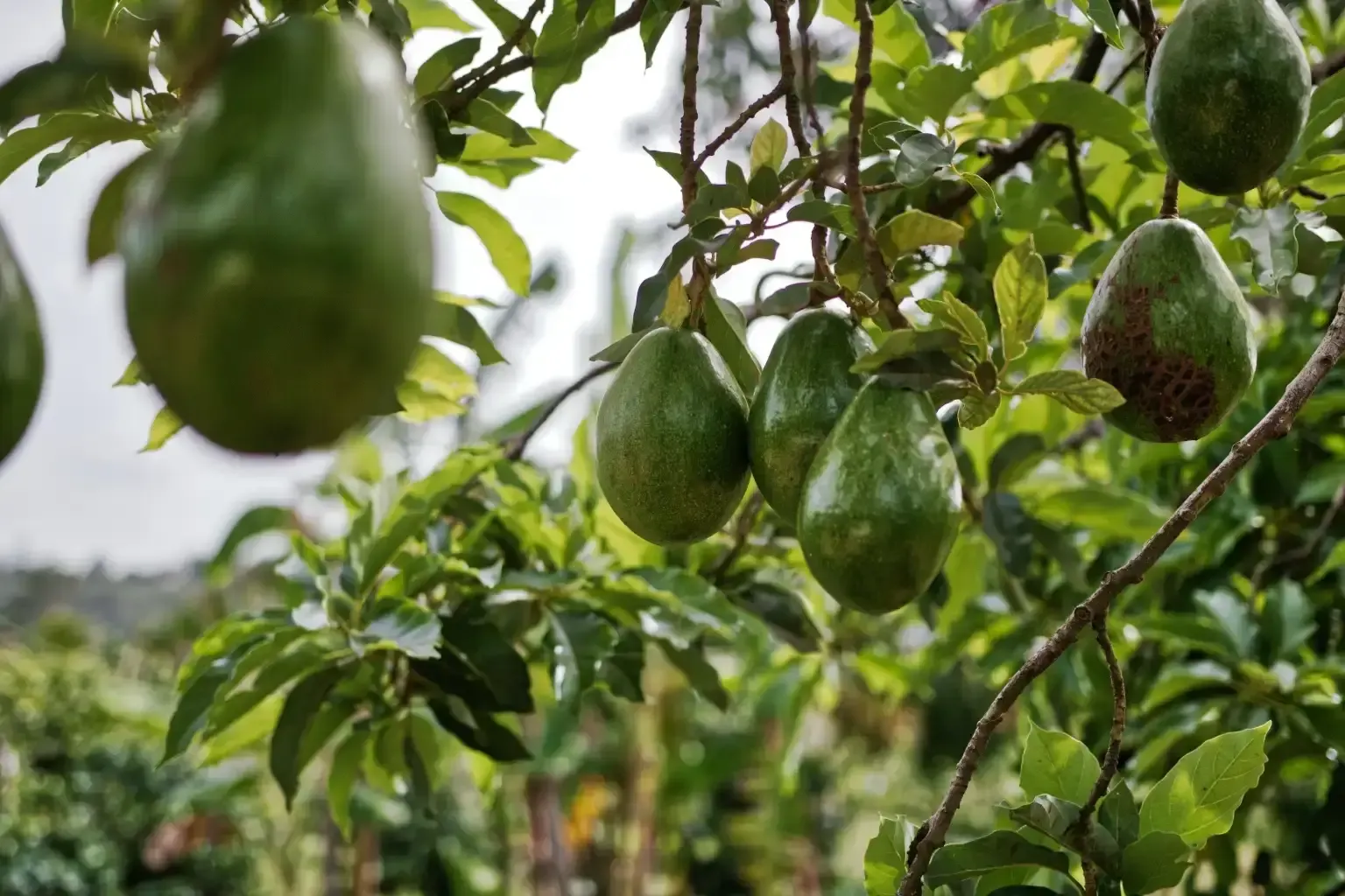 Avocado processing machine