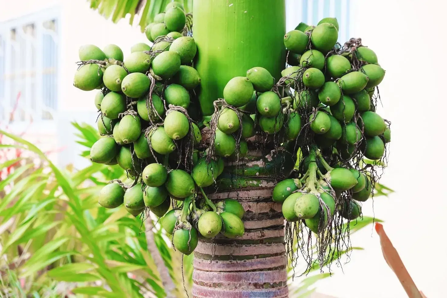 Betel nut grading machine