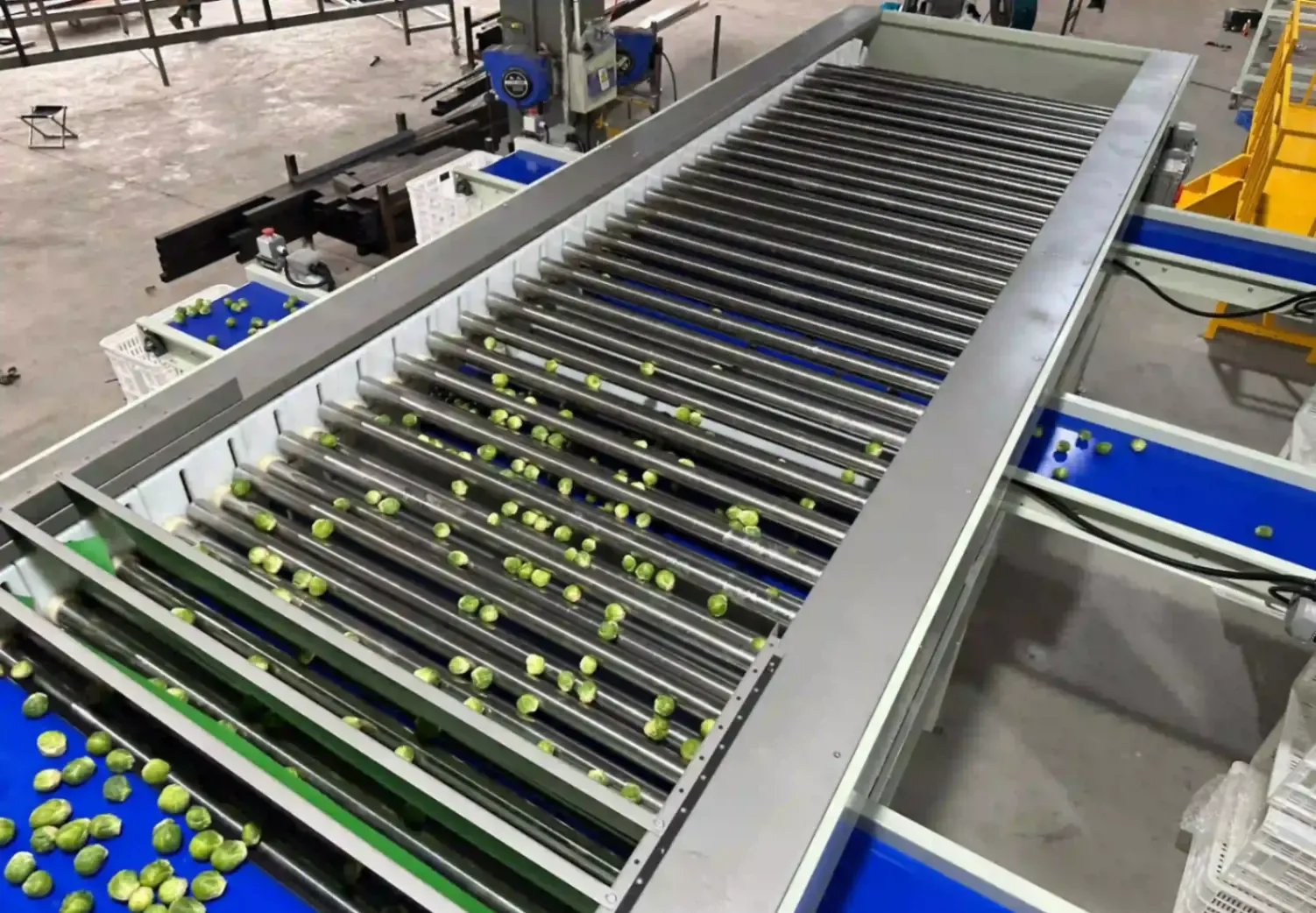 Netherlands brussels sprouts grader