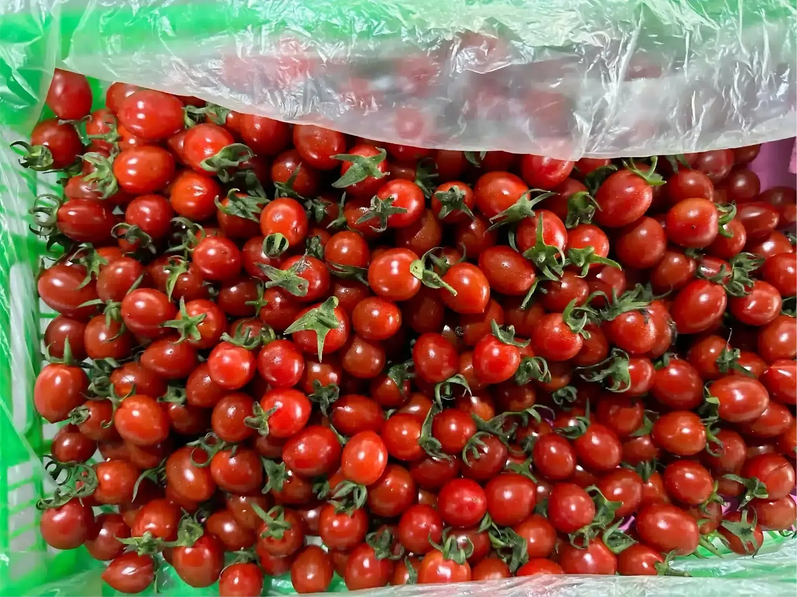 Cherry tomatoes cleaning sorting machine