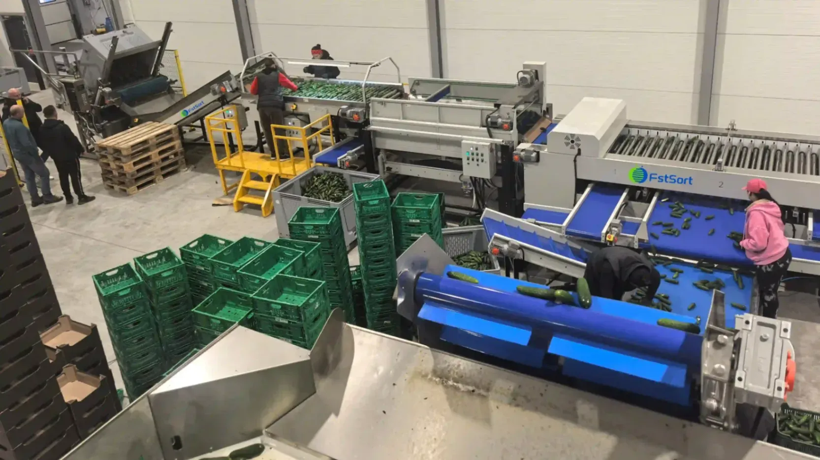 Cucumber grading packing line for Poland