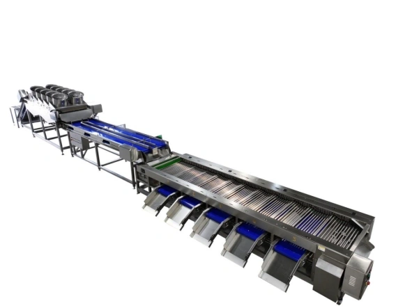 Saudi Arabia dates washing grading line | FstSort