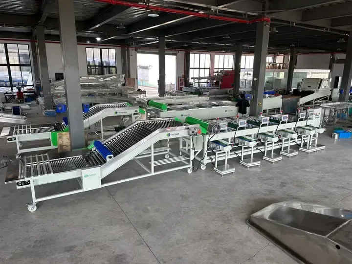 Algeria garlic grading and packing machine