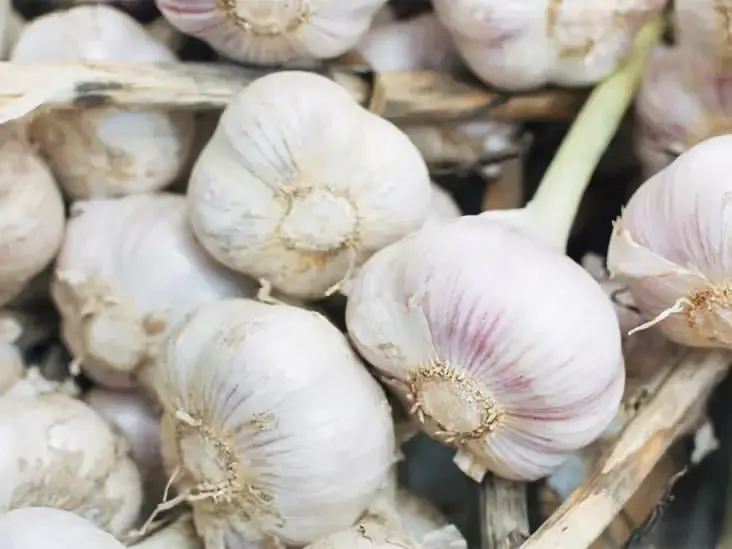Special design for garlic bulb grading machine