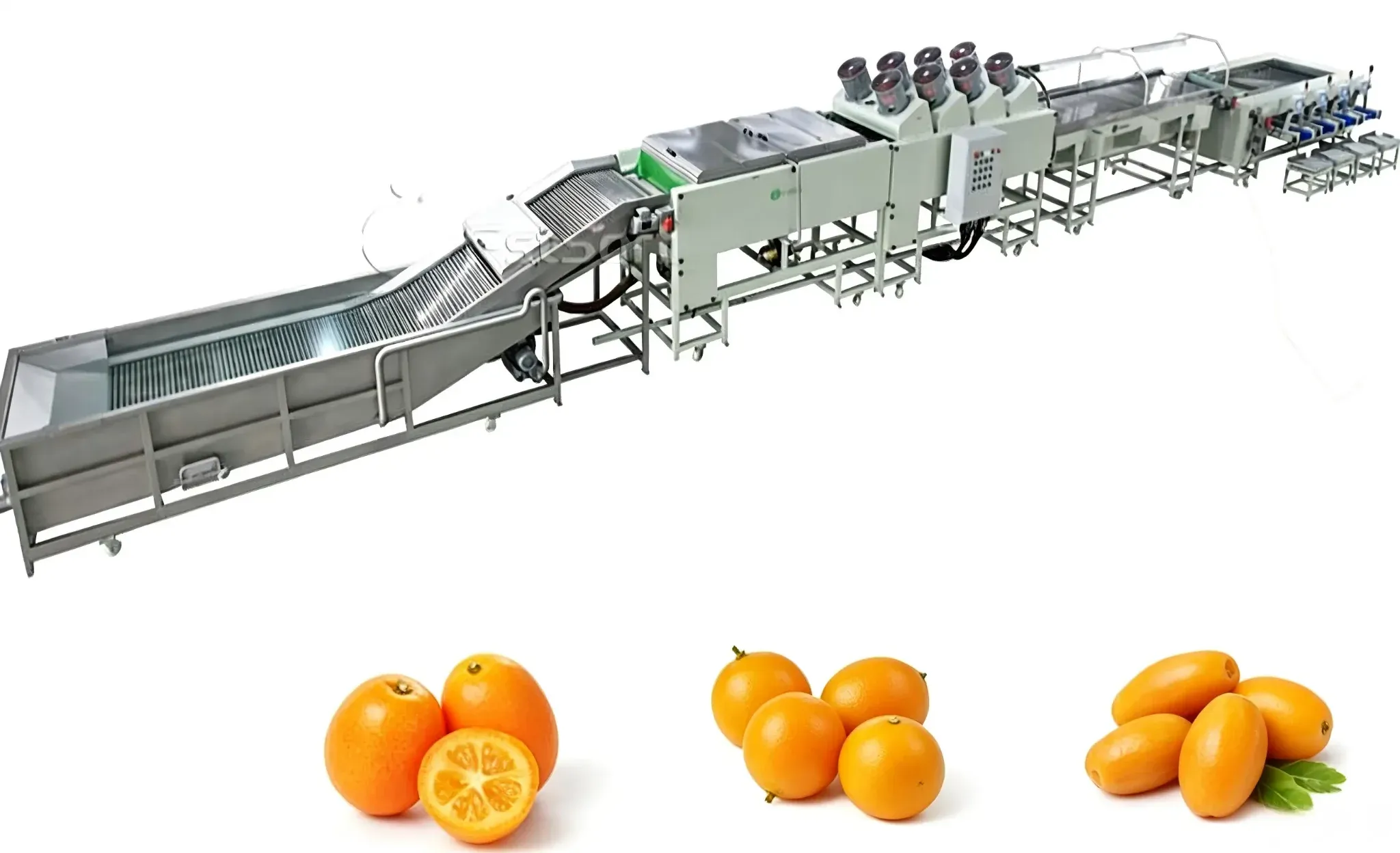 Kumquat washing drying sorting line
