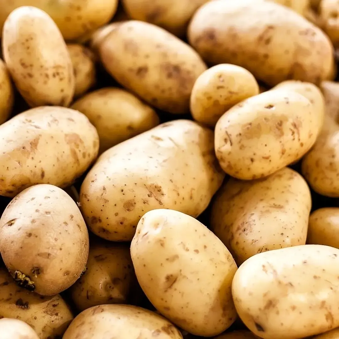 Large-capacity potato grading machine