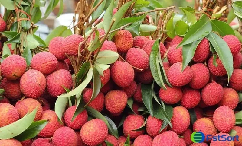 Litchi sorting packing line