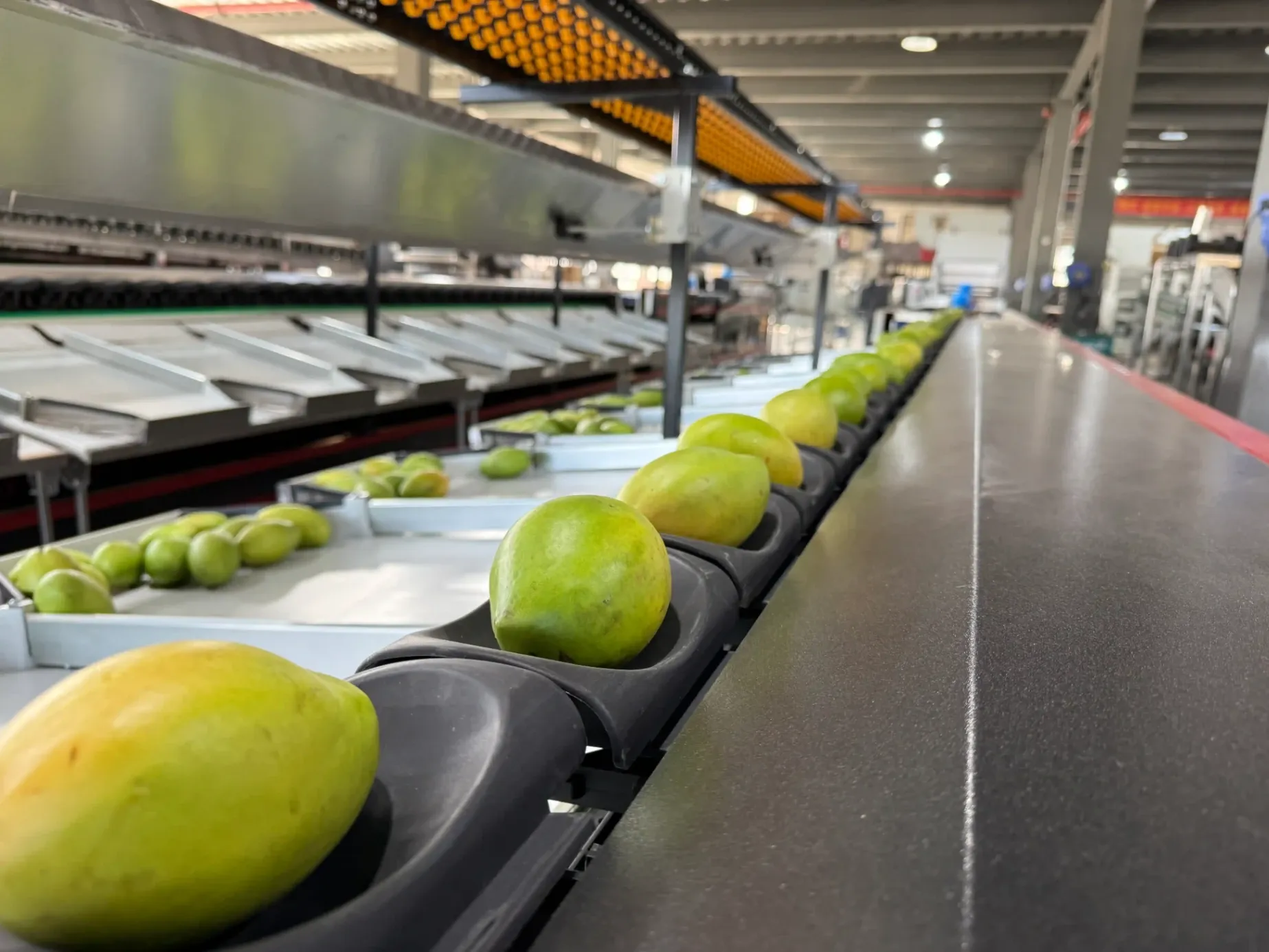 Brazil’s Mango Season Peaks, Driving Demand for Upgraded Sorting Technology