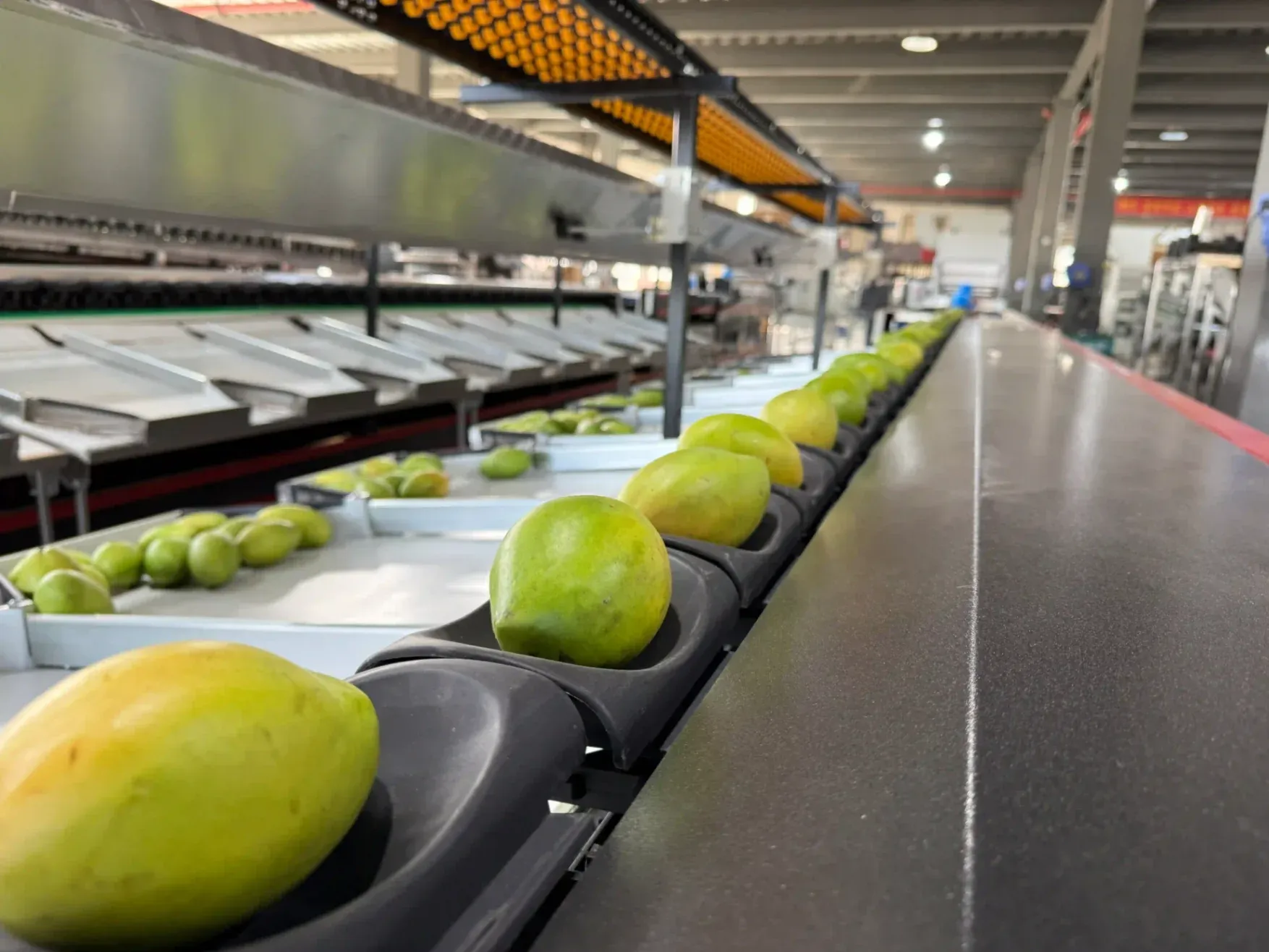 Mango post harvest processing guide