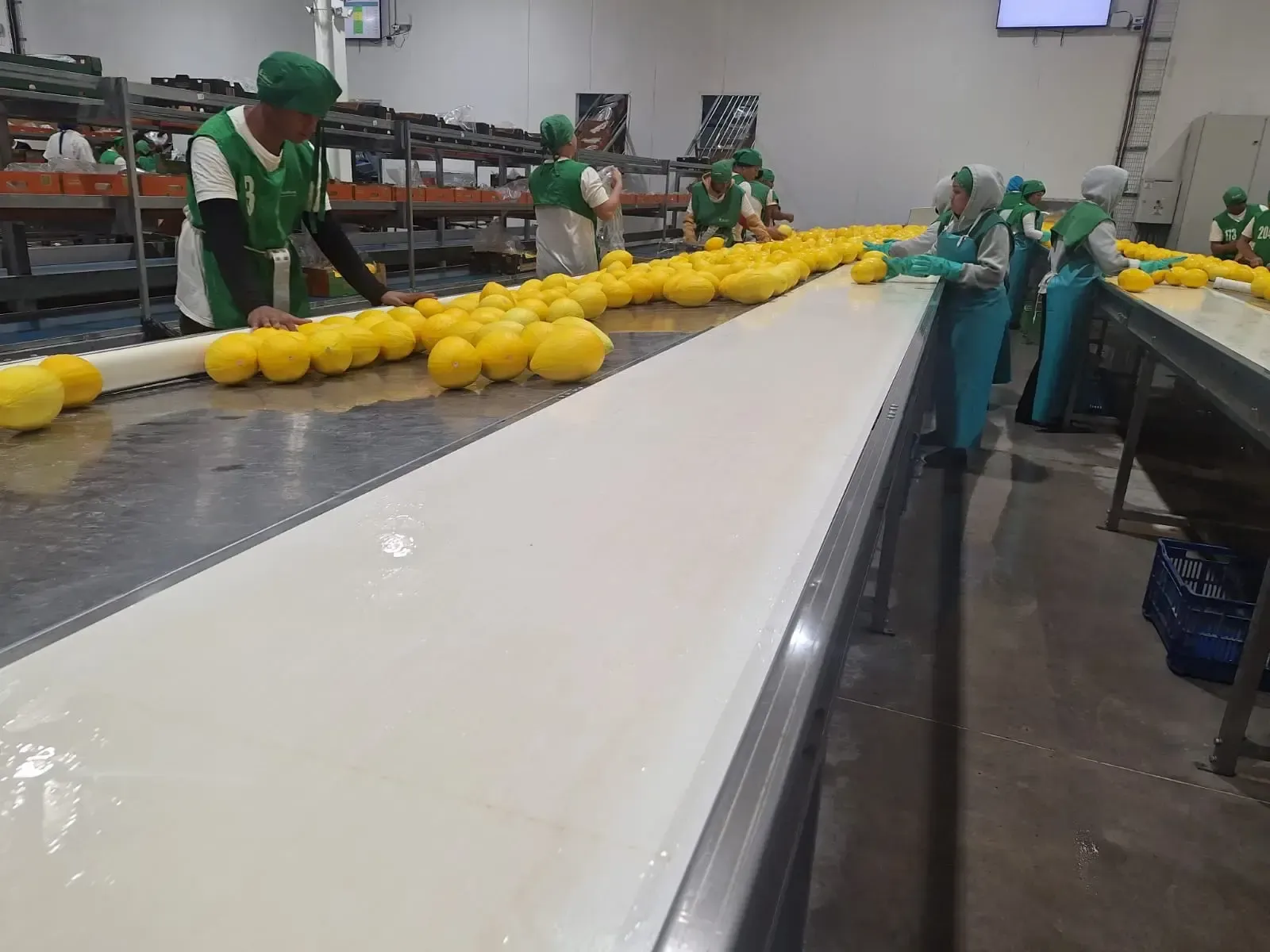 Honduras melon packing table