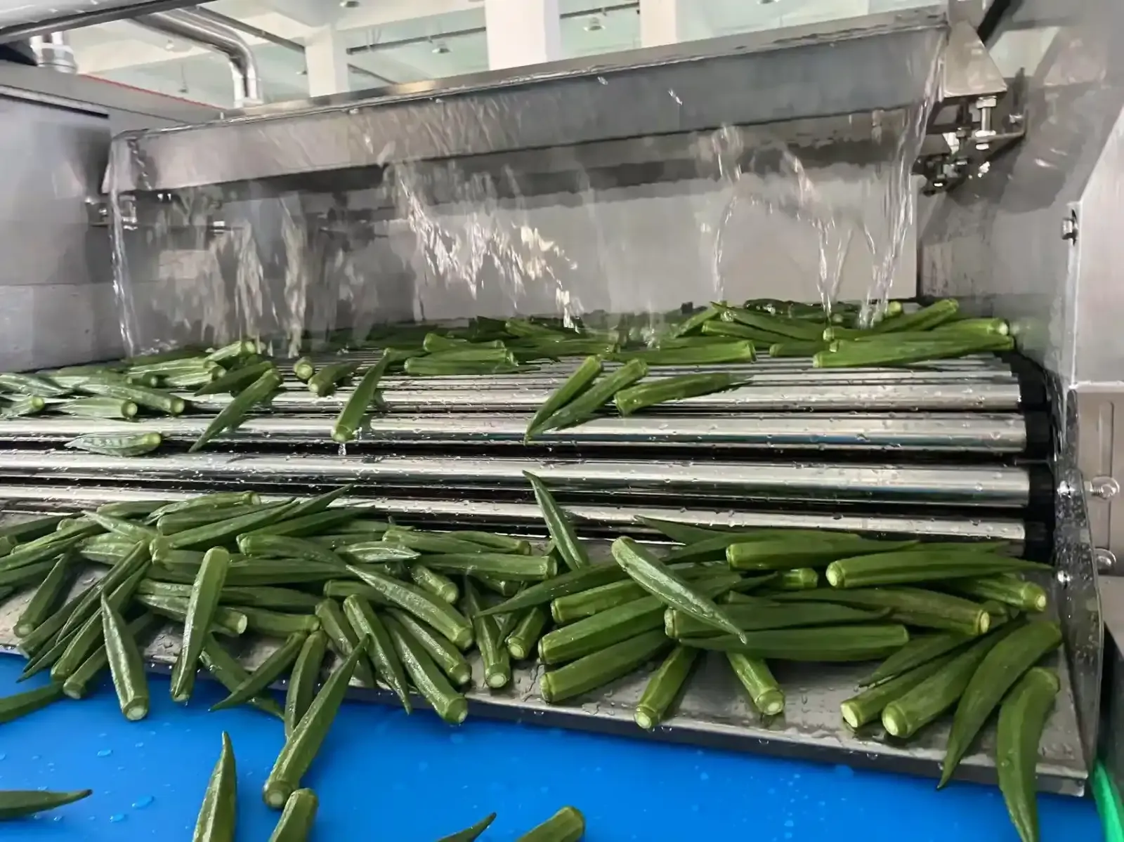 Okra processing line