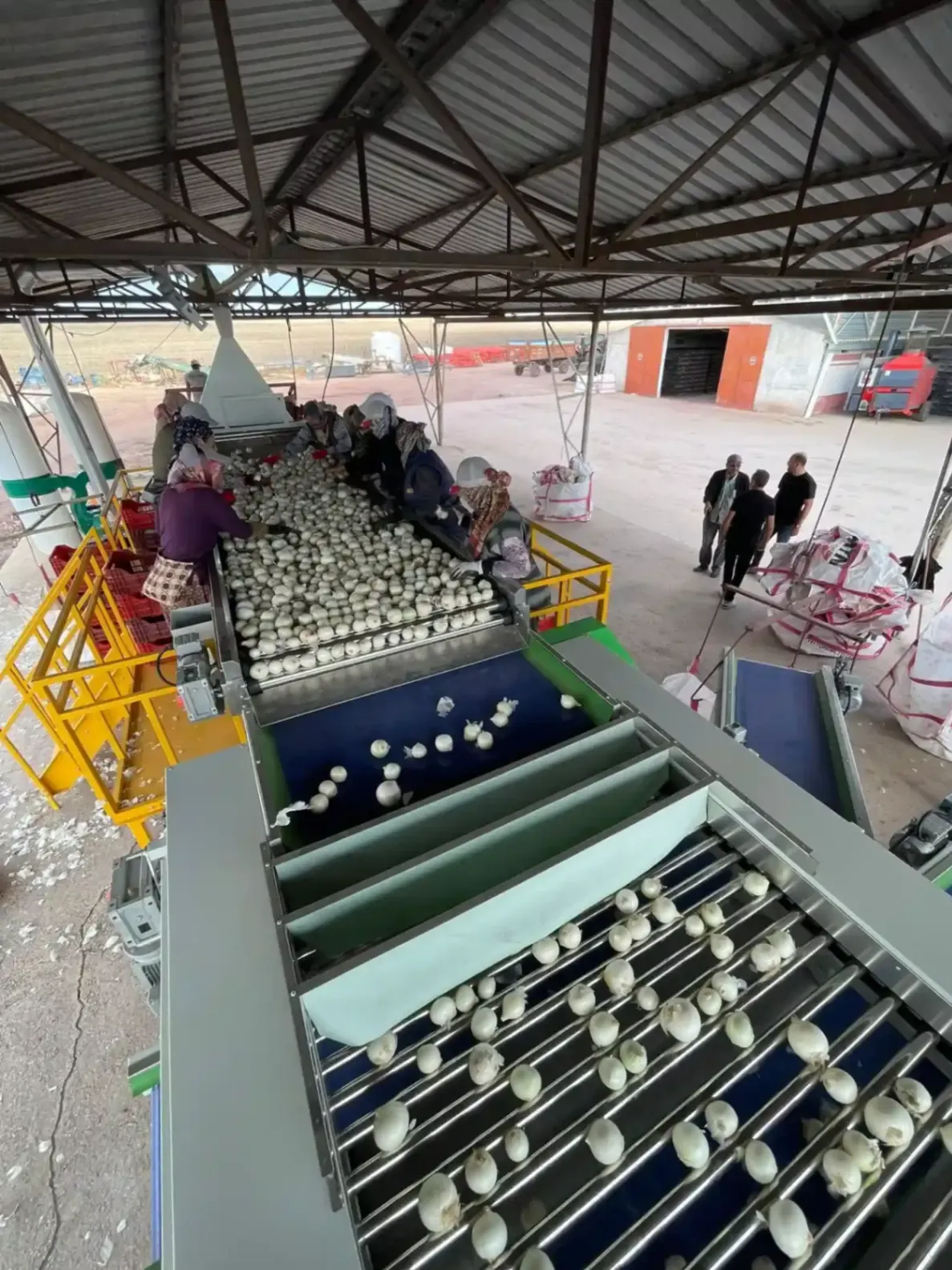 Turkish onion grading machine