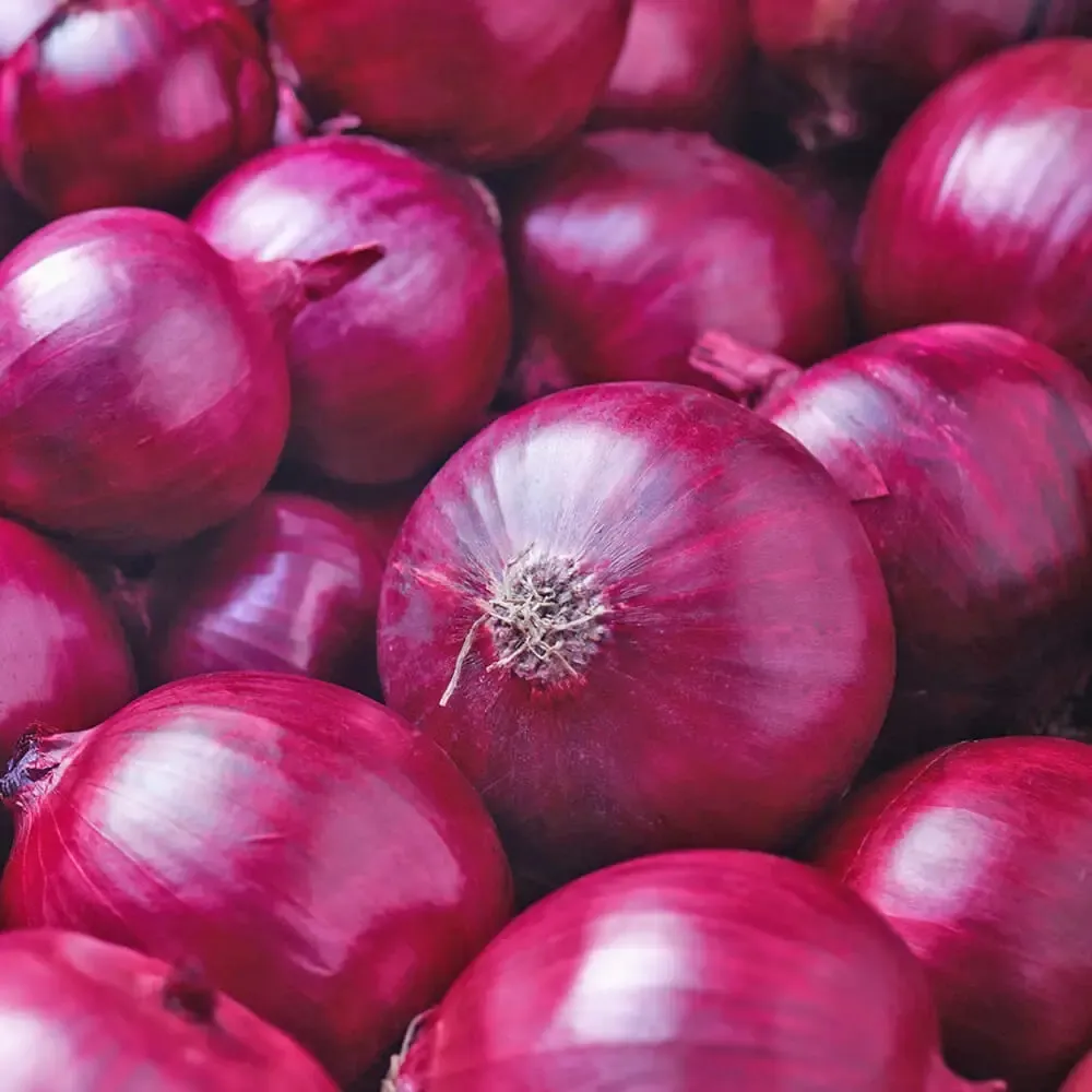 Dutch red onion grading machine