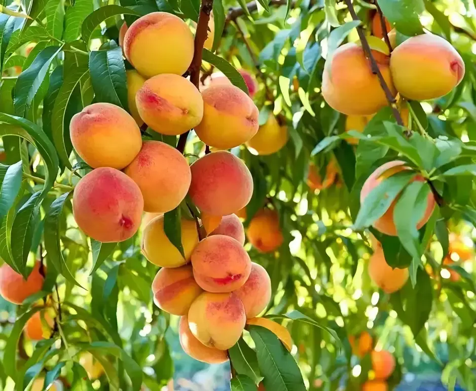 Peach grading machine by weight