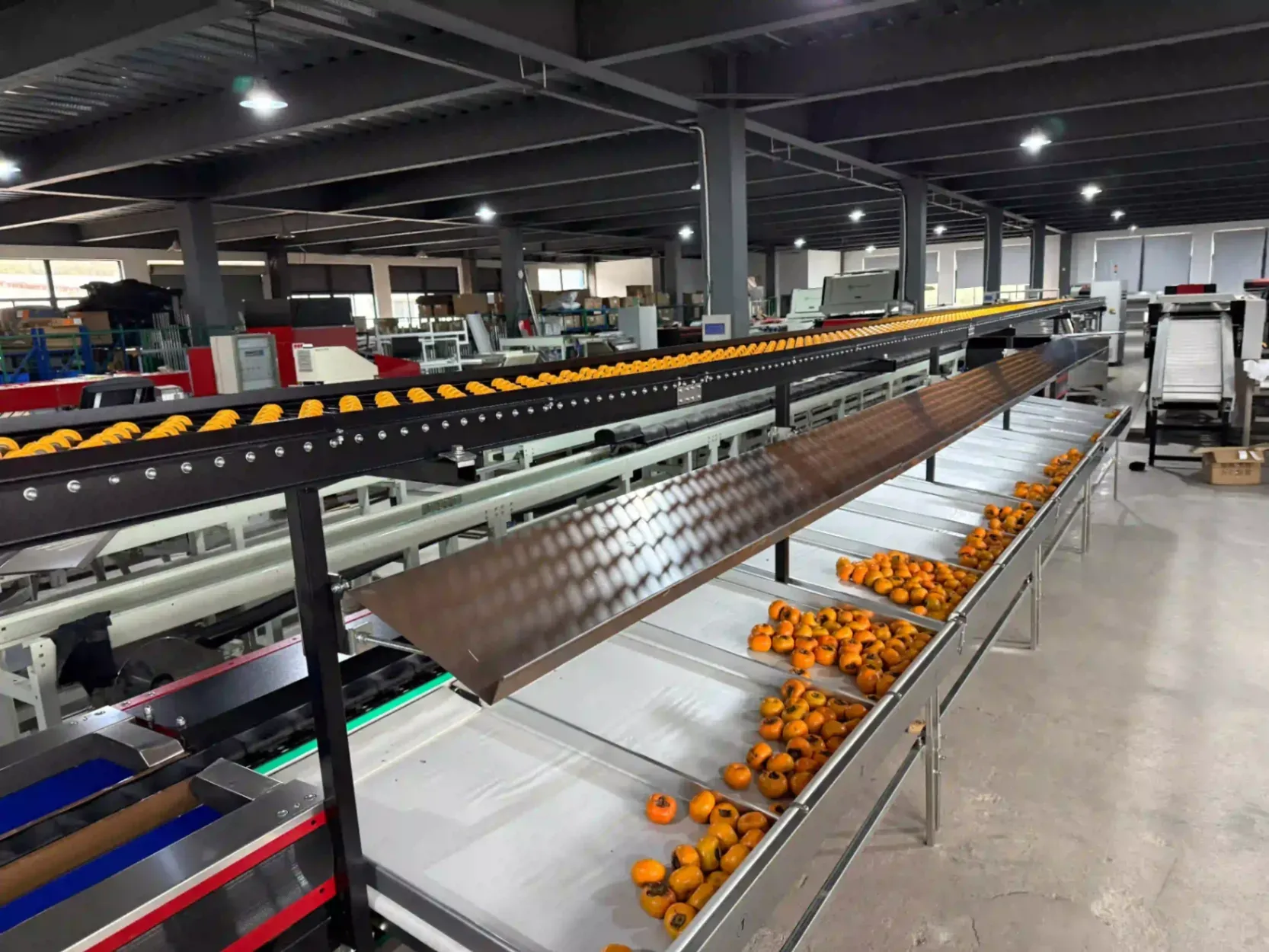 Chile persimmon sorting line