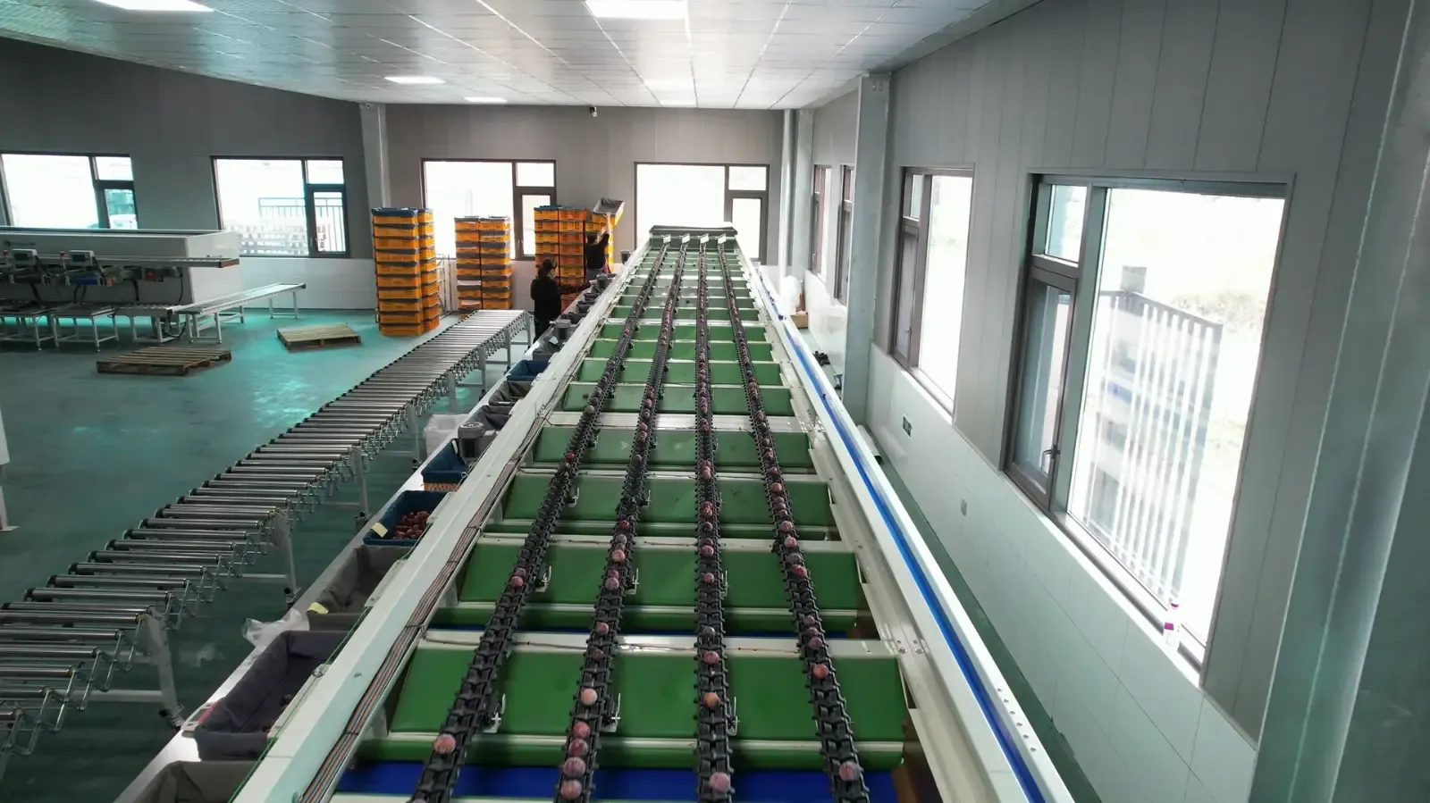 Prune four-lane weight sorter
