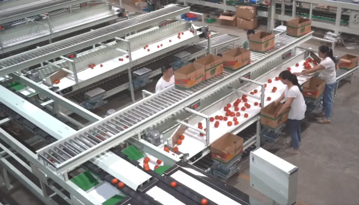 Workers packing graded fruit at packing table – empties from top flow rail, full boxes on middle shelf, soft landing on bottom