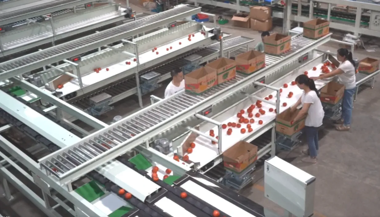 Workers packing graded fruit at packing table – empties from top flow rail, full boxes on middle shelf, soft landing on bottom