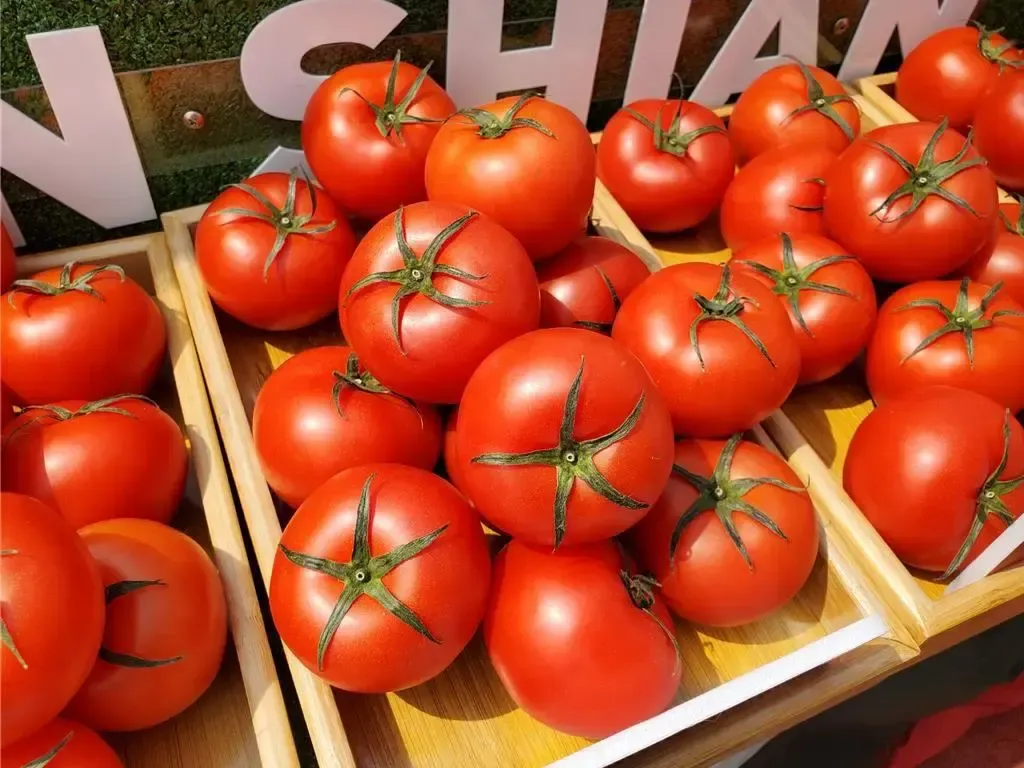 Tomato sorting machine buying guide