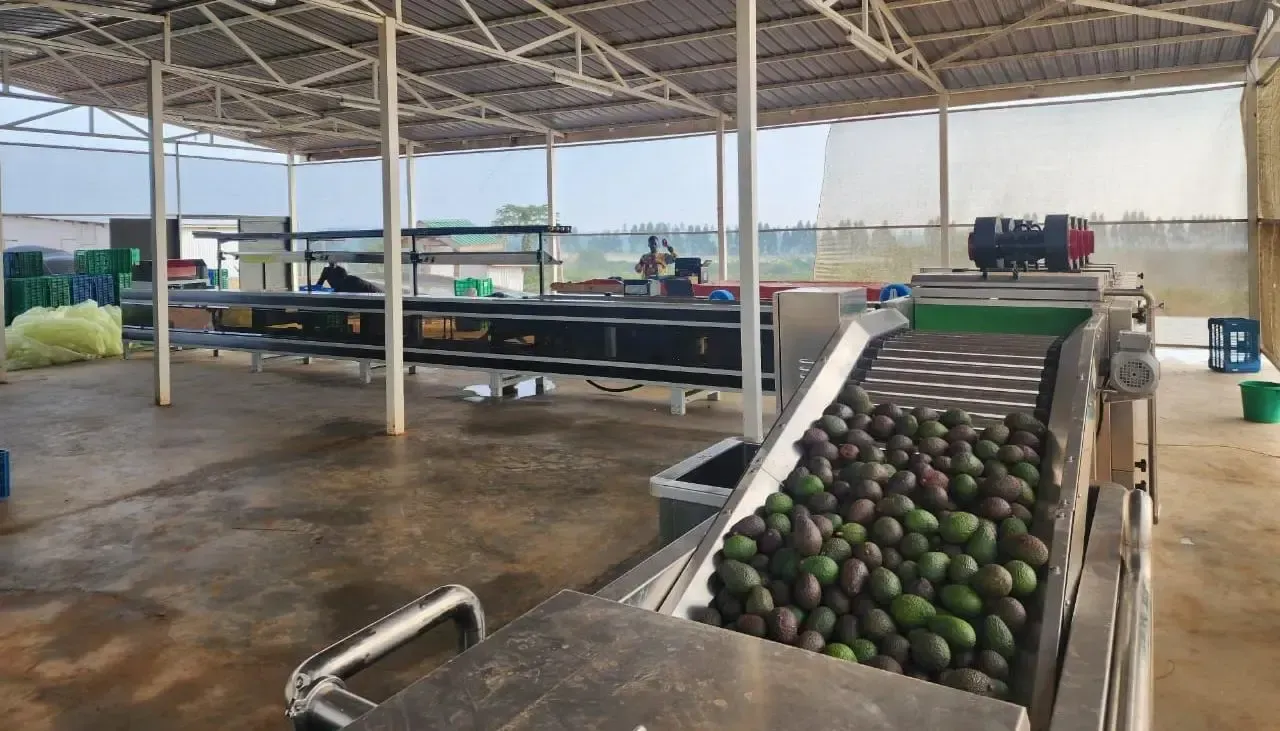 Avocado processing line in Uganda